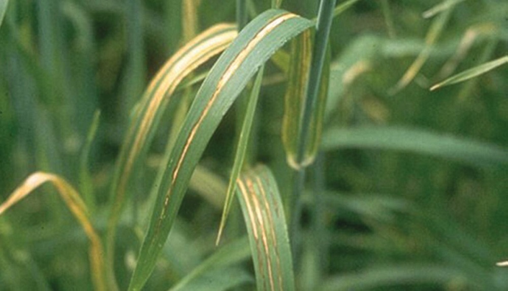 Leaf stripe symptoms on barley